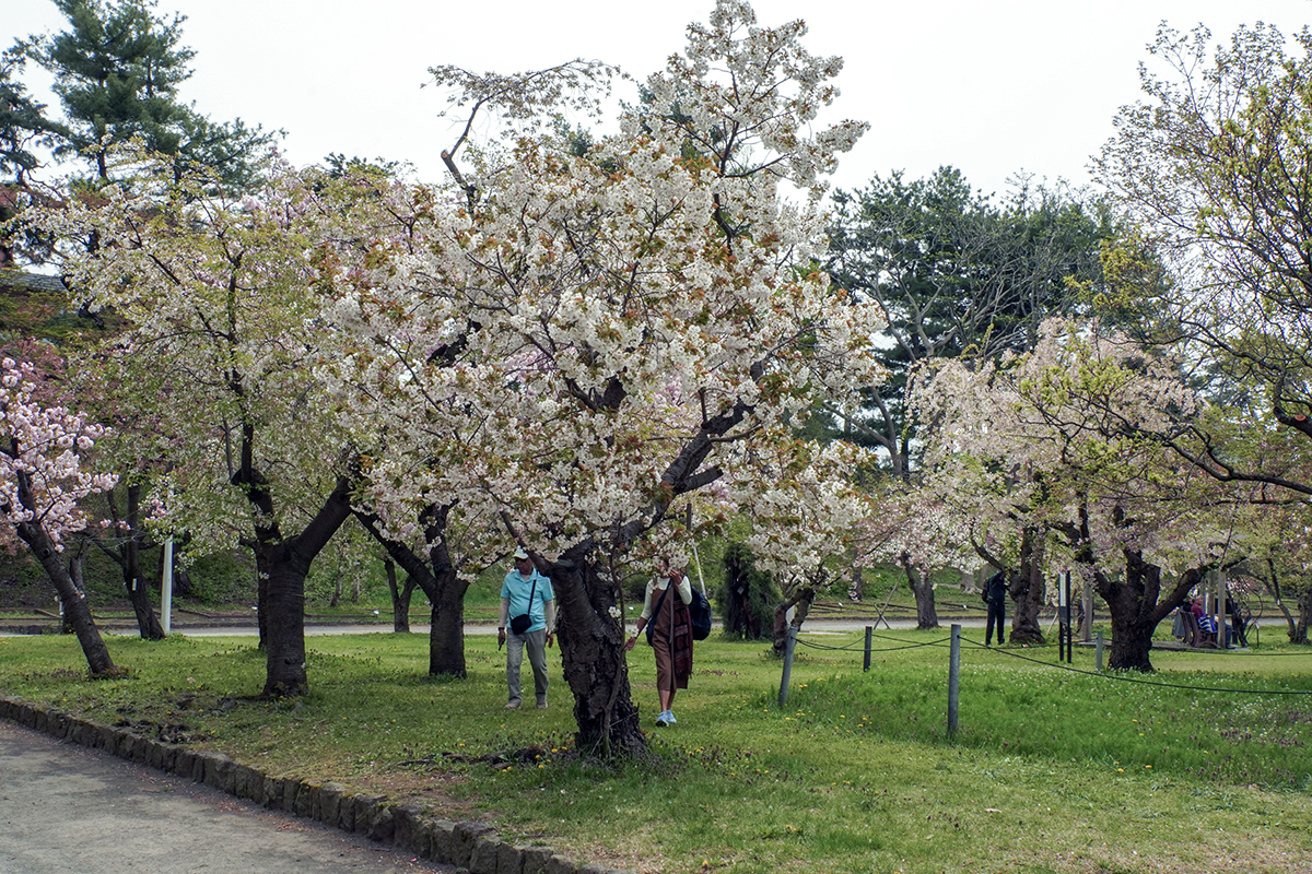 2026年4月28日、弘前公園・弘前城植物園