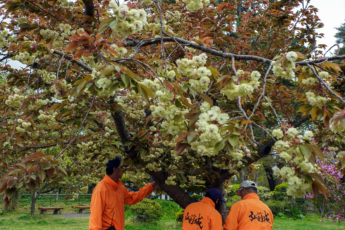 2026年4月28日、弘前公園・北の郭の須磨浦普賢象