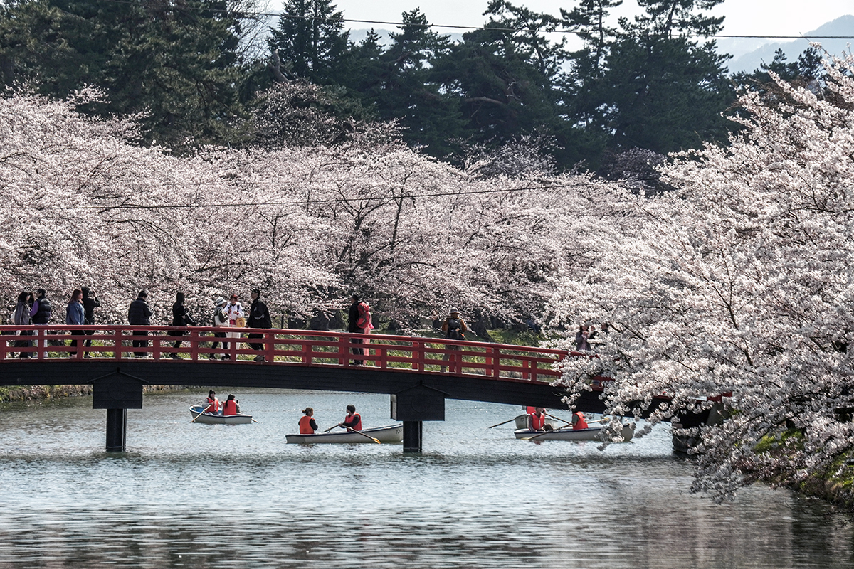 2026年4月16日、弘前公園西濠・春陽橋