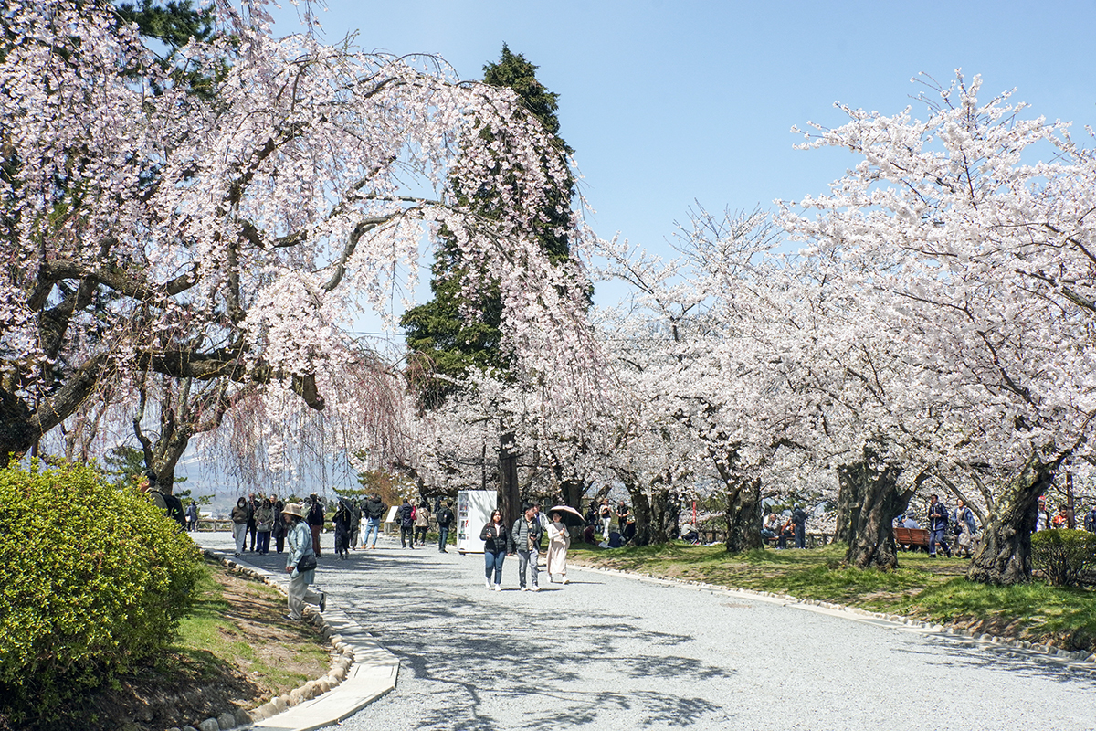 2026年4月17日、弘前公園本丸