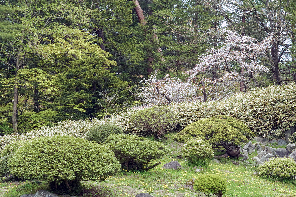 2026年4月28日、弘前公園・弘前城植物園の三の丸庭園