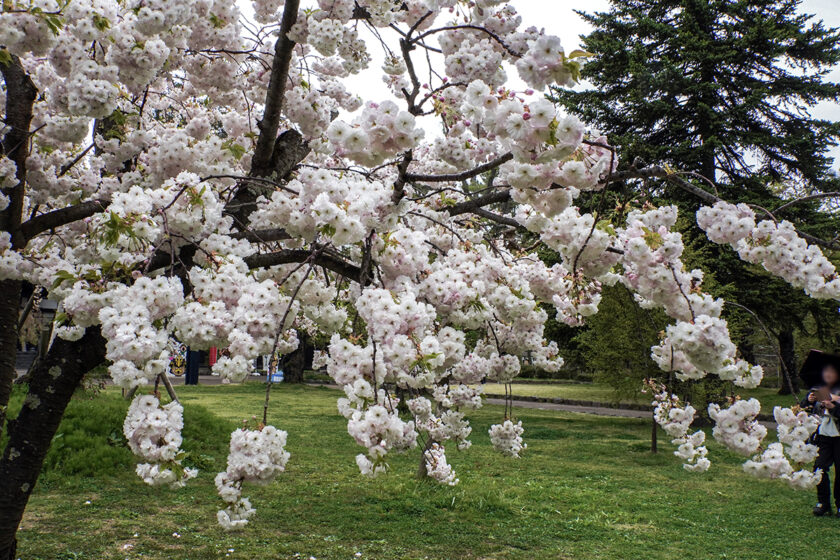 2026年4月27日、弘前公園・北の郭の松月