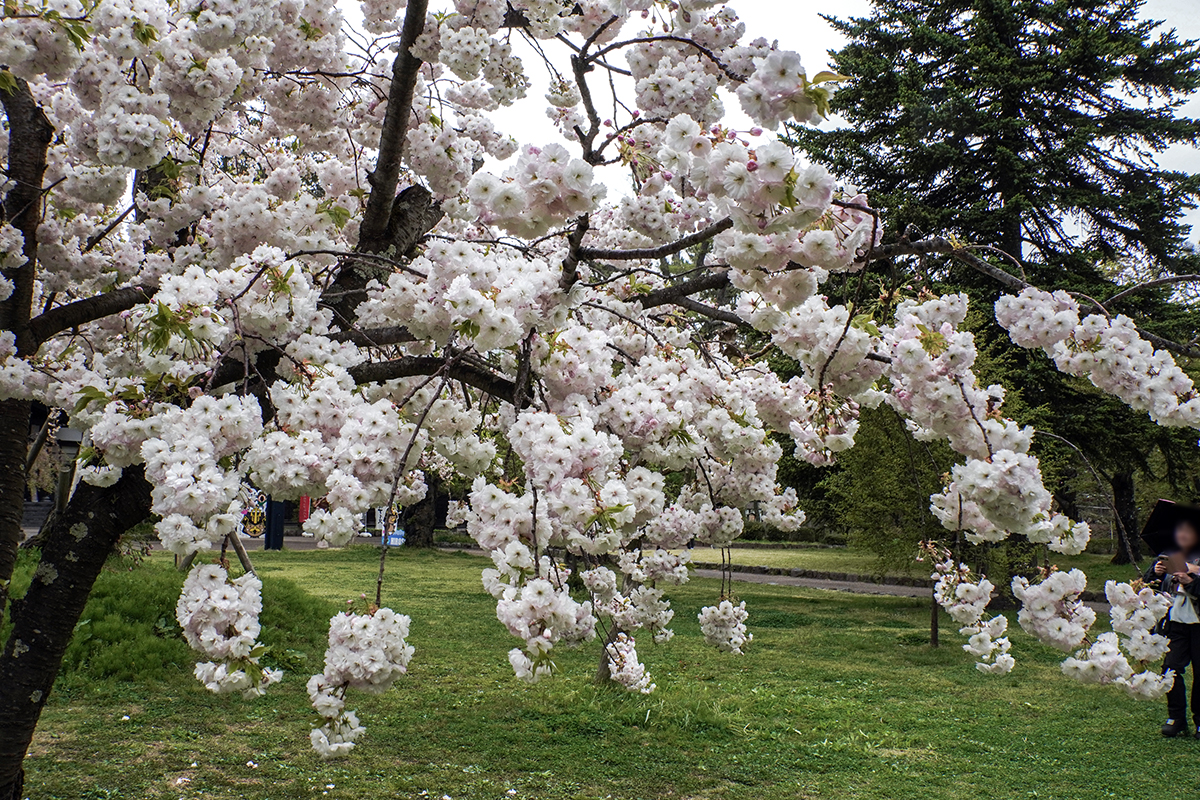 2026年4月28日、弘前公園・北の郭の松月（本日満開）