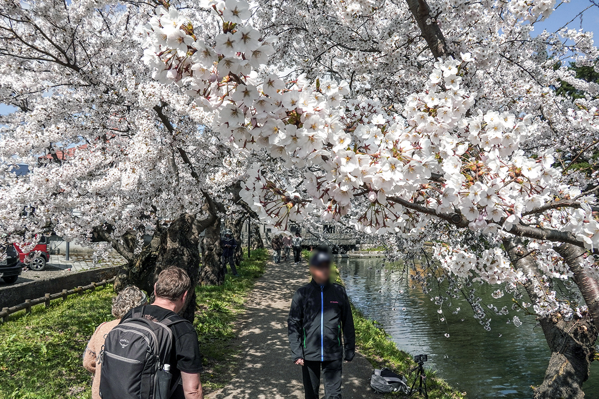 2026年4月16日、弘前公園西濠西岸