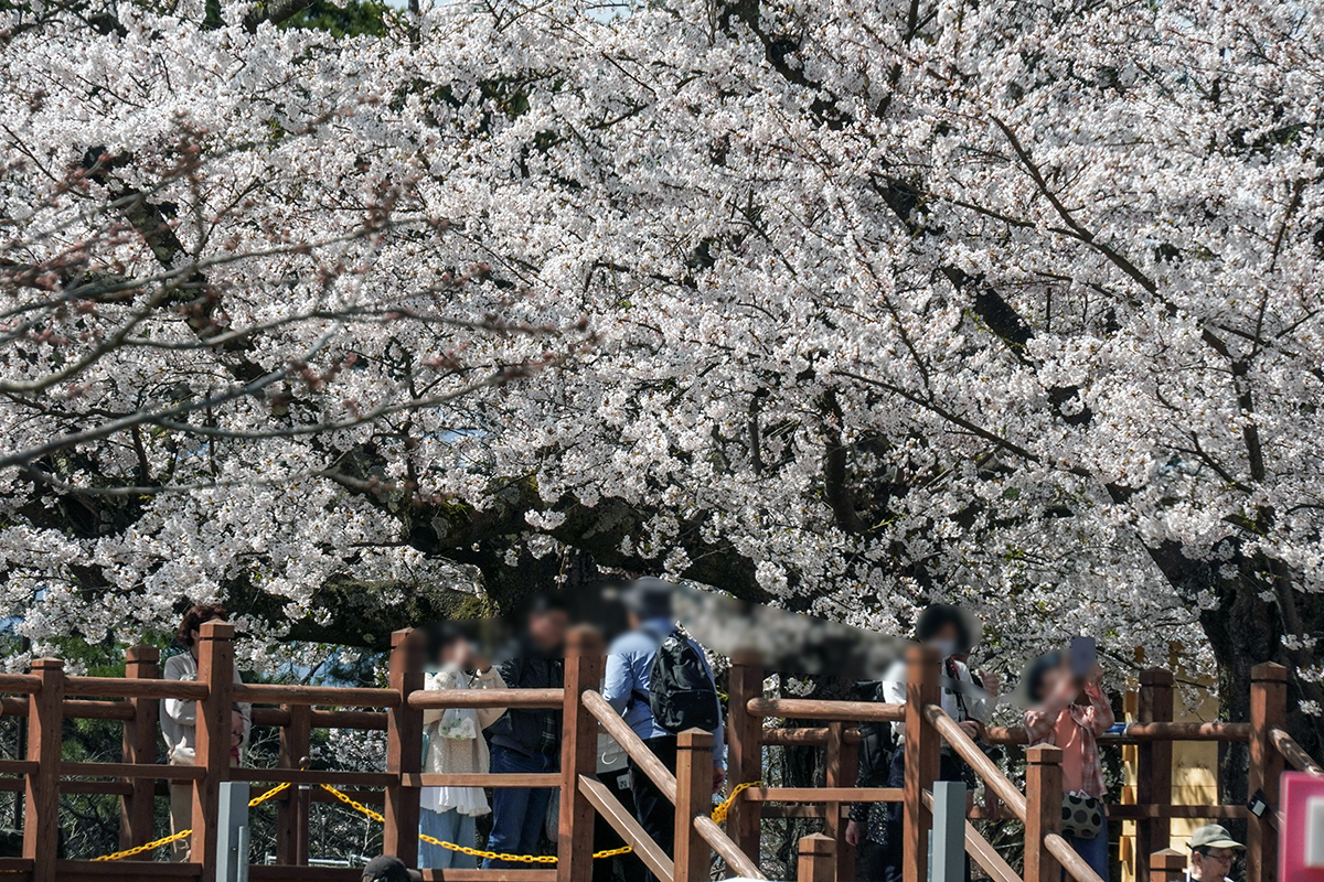 2026年4月17日、弘前公園本丸