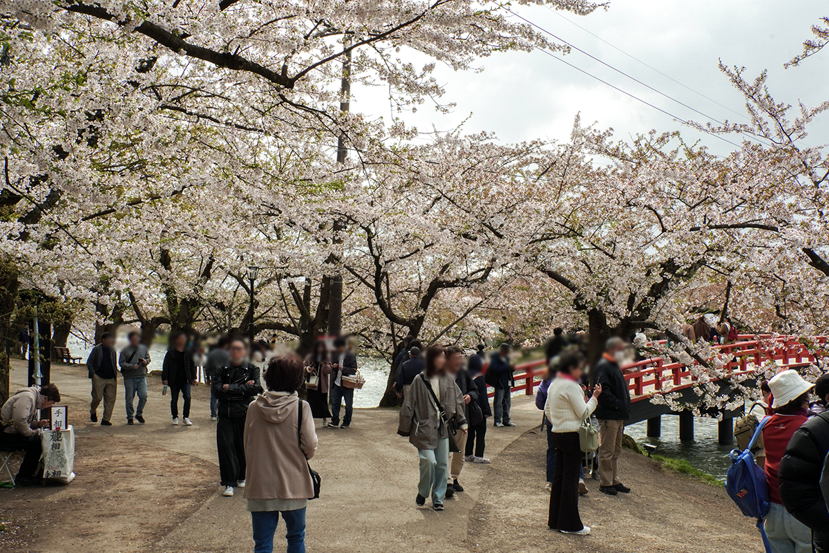 現地レポ】4/22 弘前公園 八重桜が次々と開花 園内の様子 (2026