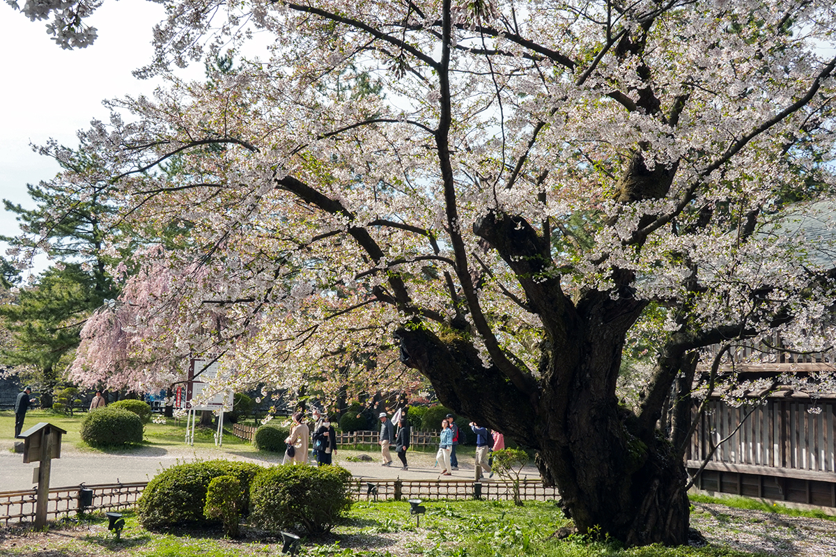 2026年4月23日、弘前公園最長寿のソメイヨシノ