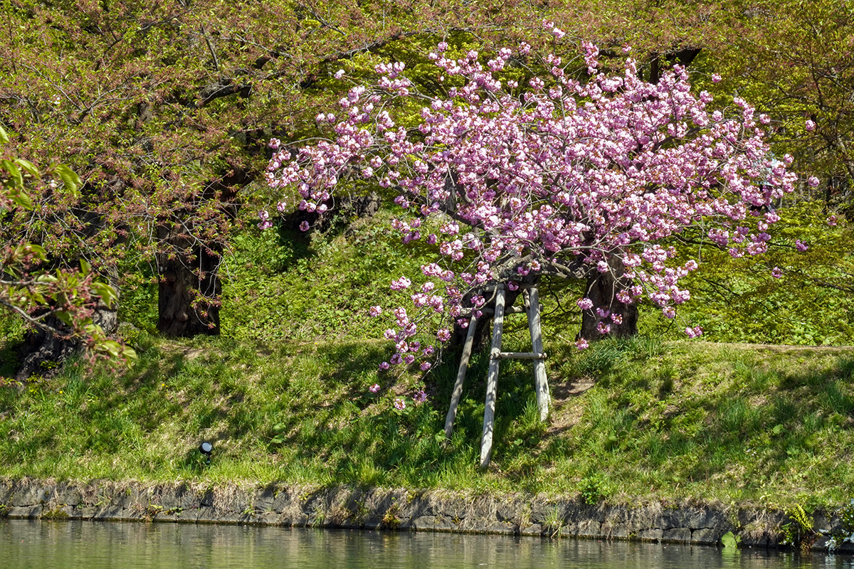 2026年4月30日、弘前公園西濠・桜のトンネルの関山（本日満開）