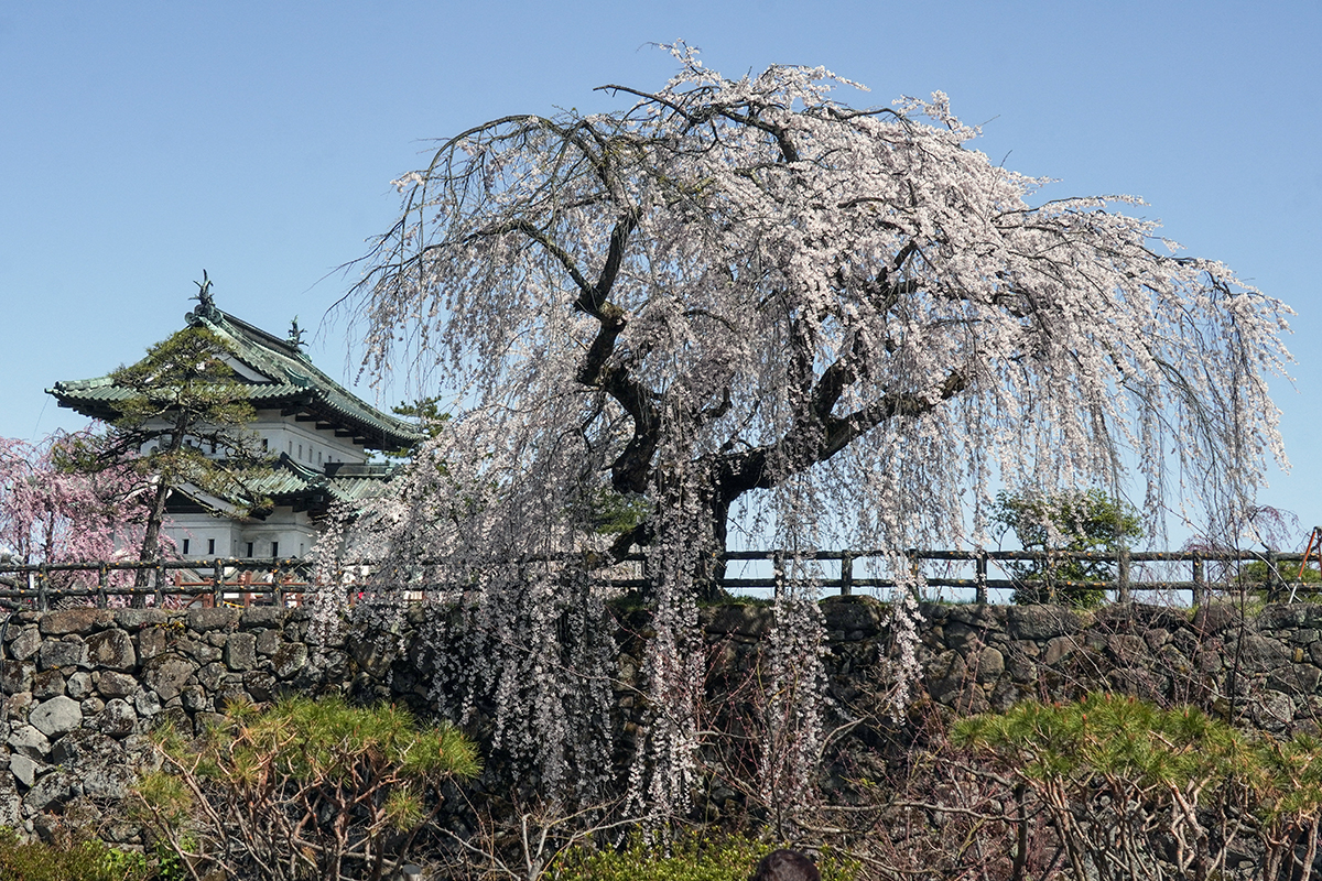 2026年4月17日、弘前公園本丸・御滝桜