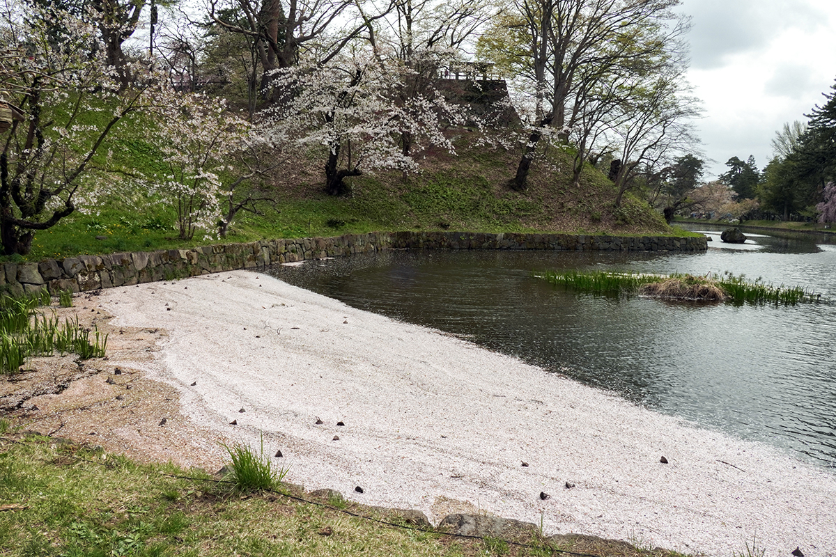 2026年4月22日、弘前公園・蓮池波（祢橋近く）