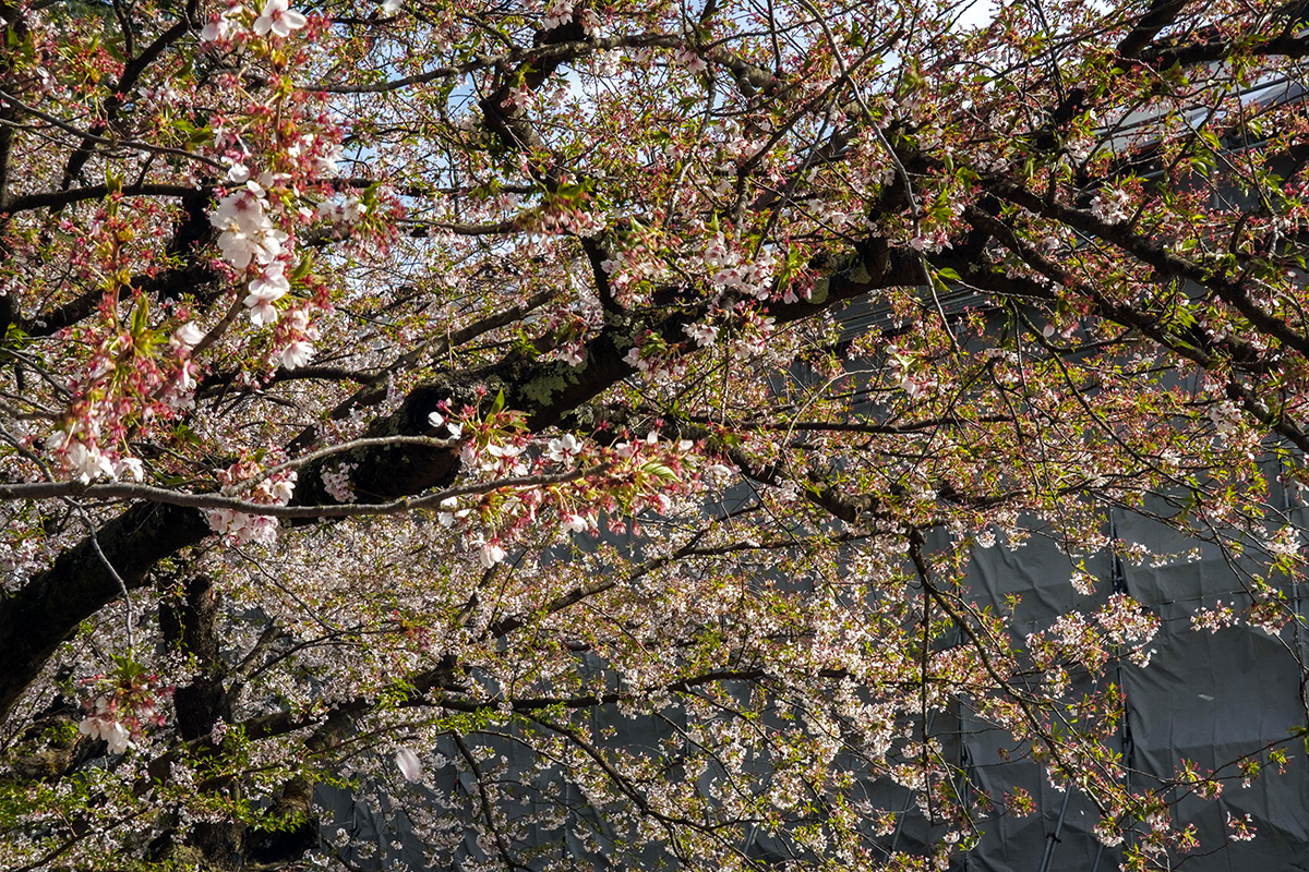 2026年4月23日、弘前公園最長寿のソメイヨシノ