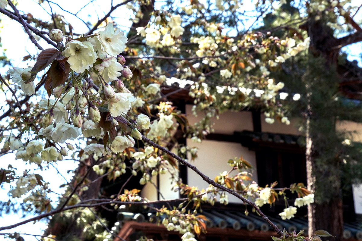 2026年4月24日、弘前公園二の丸・南内門近くの鬱金