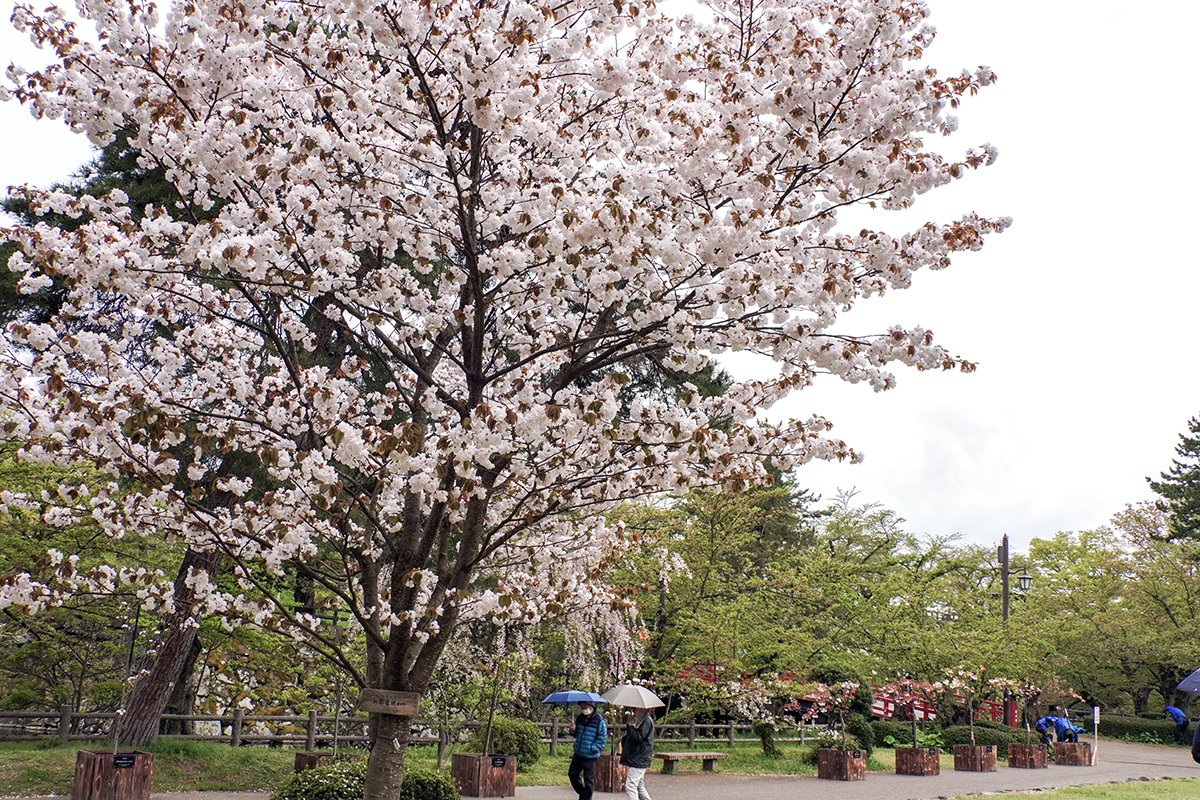 2026年4月28日、弘前公園・北の郭の弘前雪明かり