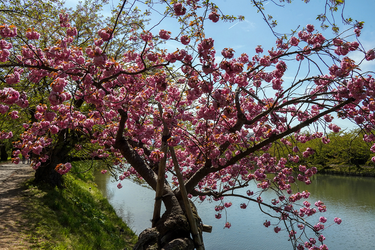 2026年4月30日、弘前公園西濠・桜のトンネルの関山（本日満開）