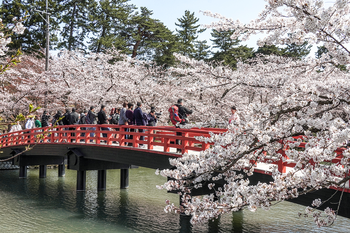 2026年4月16日、弘前公園西濠西岸・春陽橋