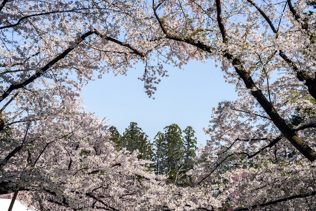 2026年4月20日、弘前公園の桜のハート