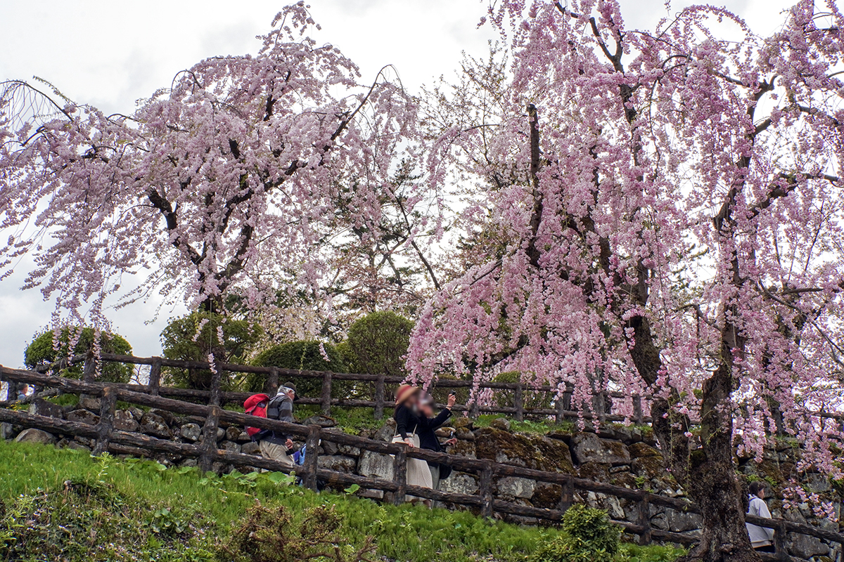 2026年4月22日、弘前公園本丸