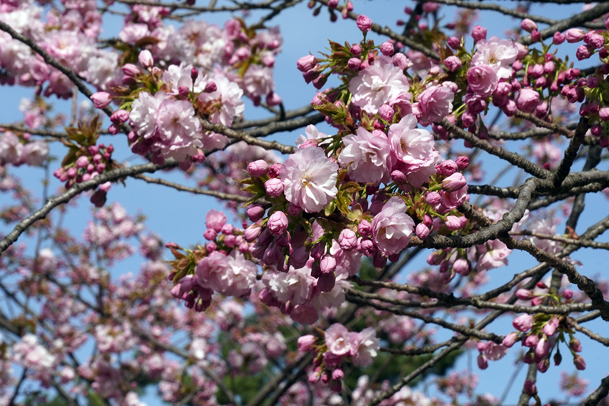 2026年4月23日、弘前公園・二の丸与力番所近くの東錦