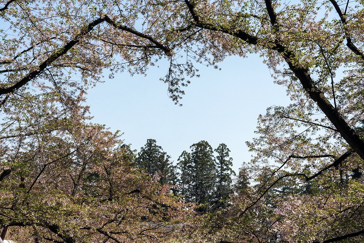 2026年4月24日、弘前公園の桜のハート