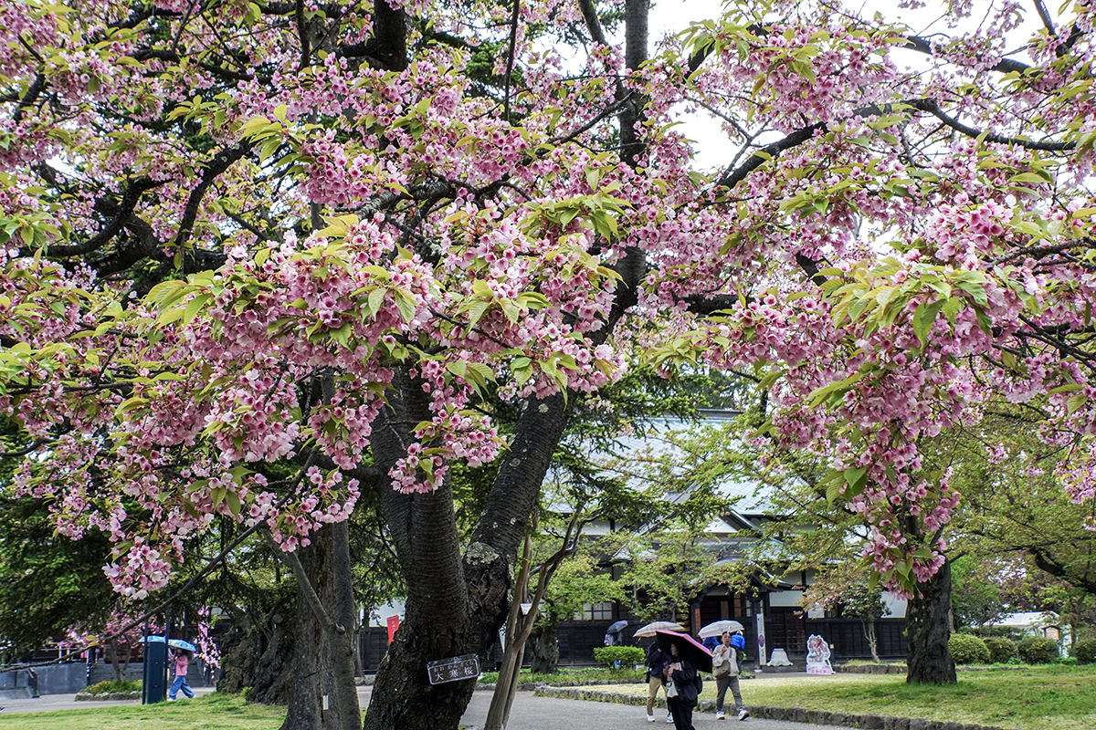 2026年4月28日、弘前公園・北の郭の寒緋桜