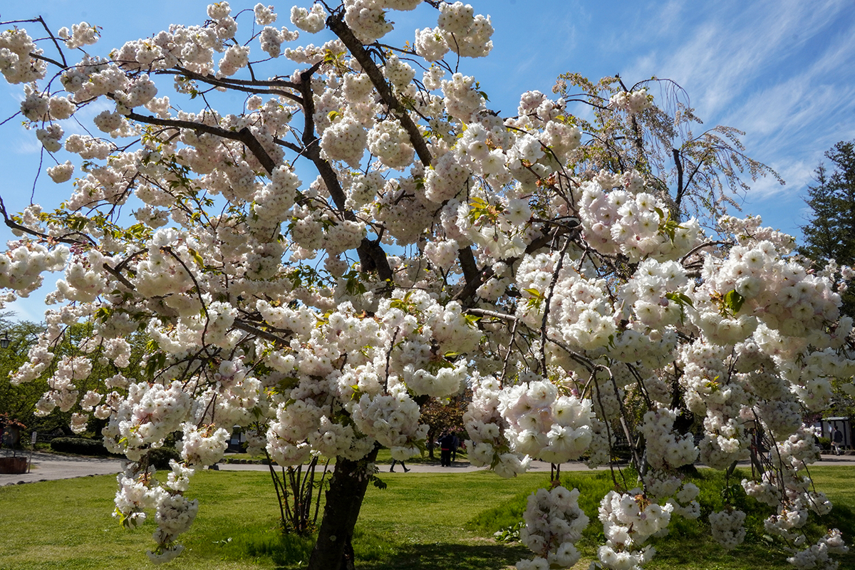 2026年4月30日、弘前公園・北の郭の松月
