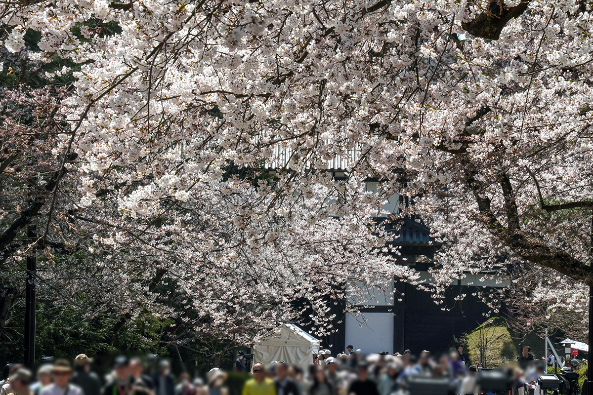 2026年4月17日、弘前公園三の丸・追手門付近
