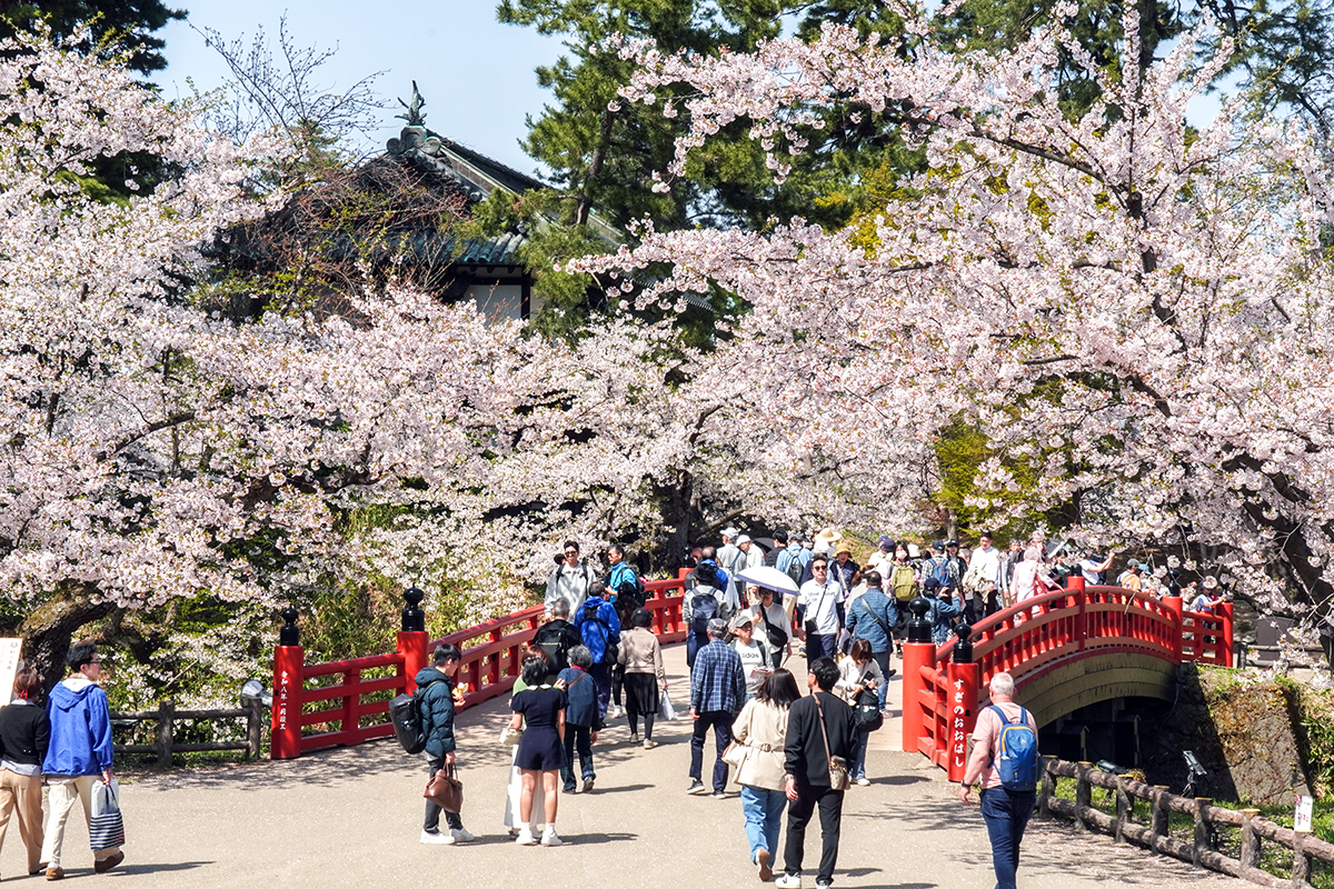 2026年4月20日、弘前公園三の丸・杉の大橋