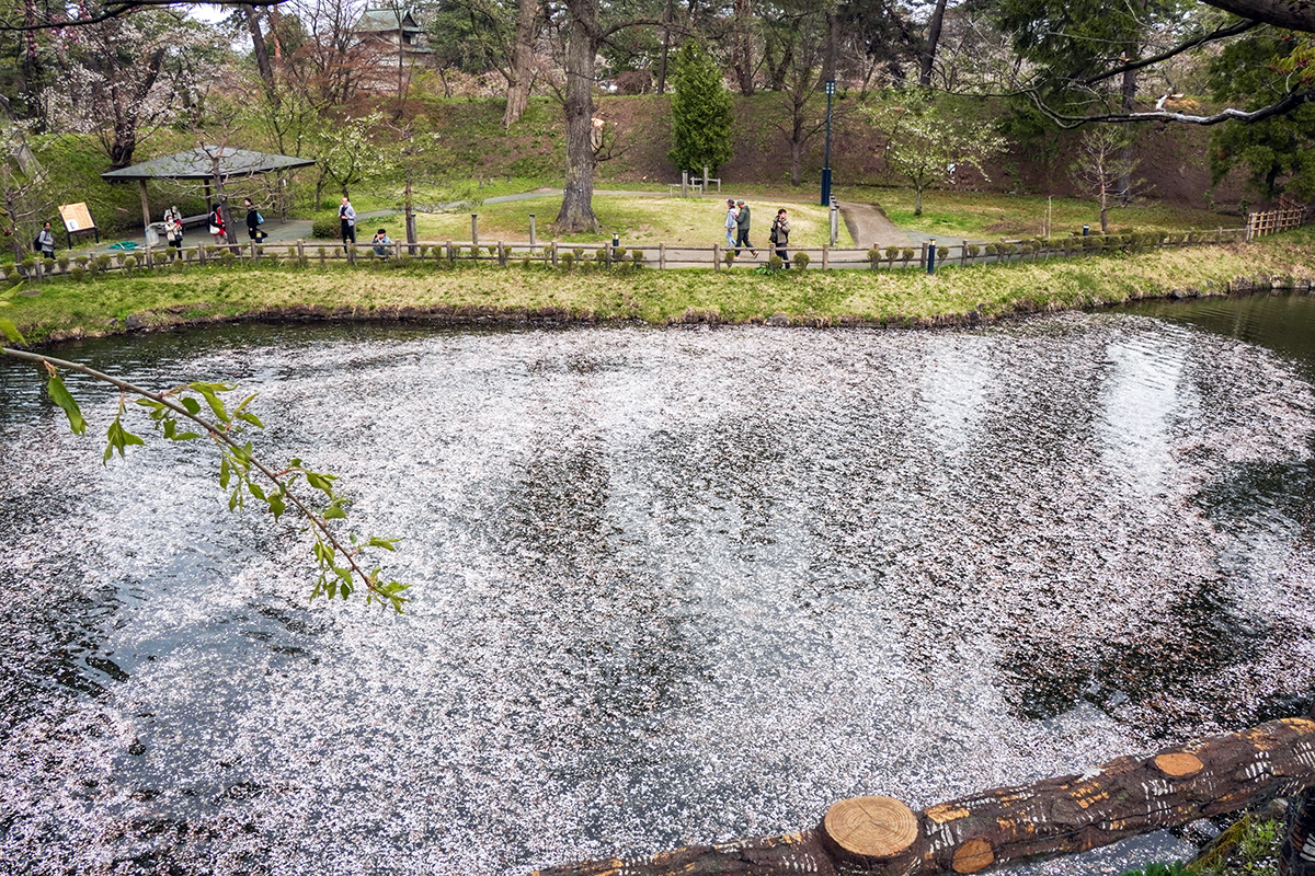 【Ｂ】さくら‪✿プロフ要確認様お取り置き 現地レポ】4/22 弘前公園 八重桜が次々と開花 園内の様子 (2026