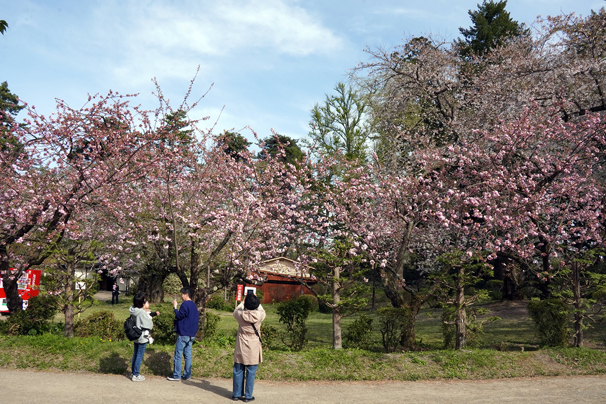2026年4月23日、弘前公園・二の丸与力番所近く