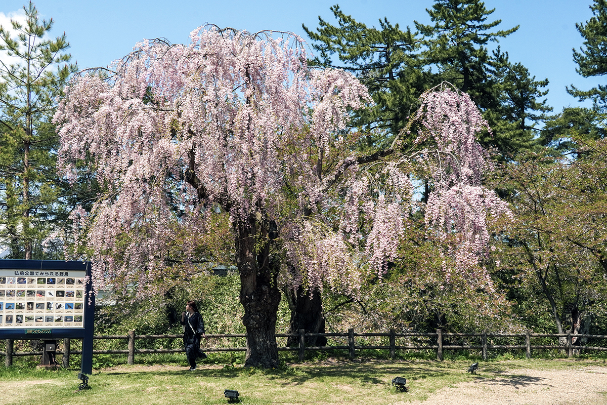 2026年4月24日、弘前公園三の丸・杉の大橋手前のヤエベニシダレ