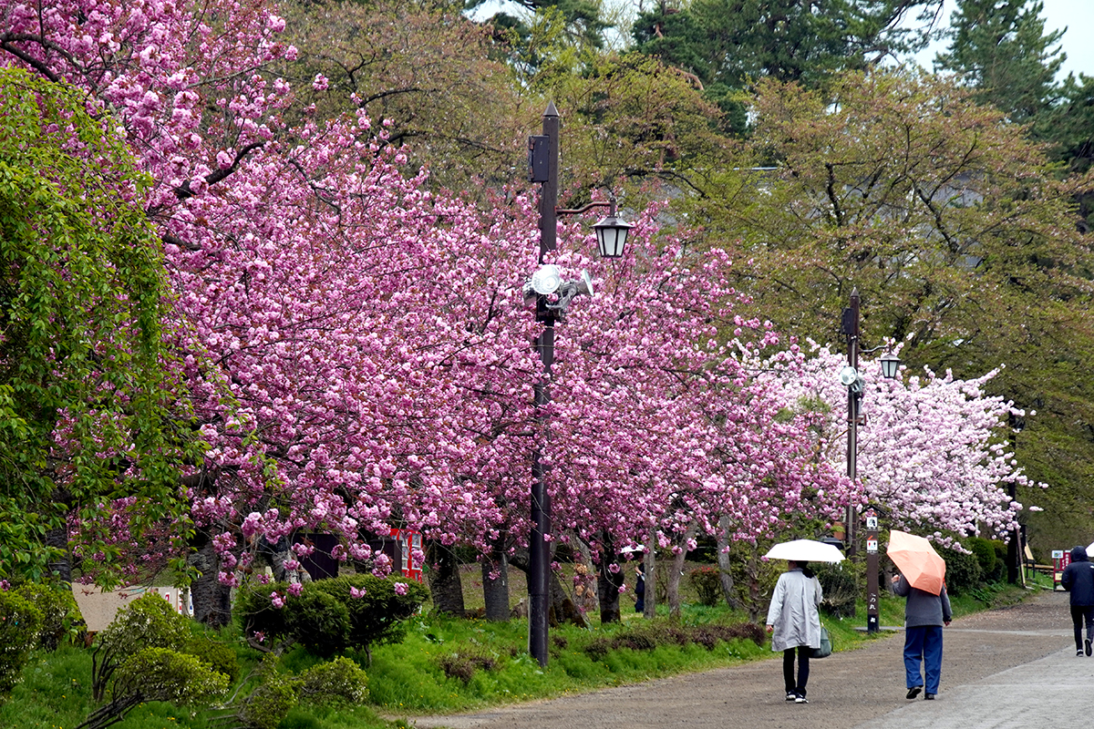 2026年4月28日、弘前公園・二の丸の関山と東錦