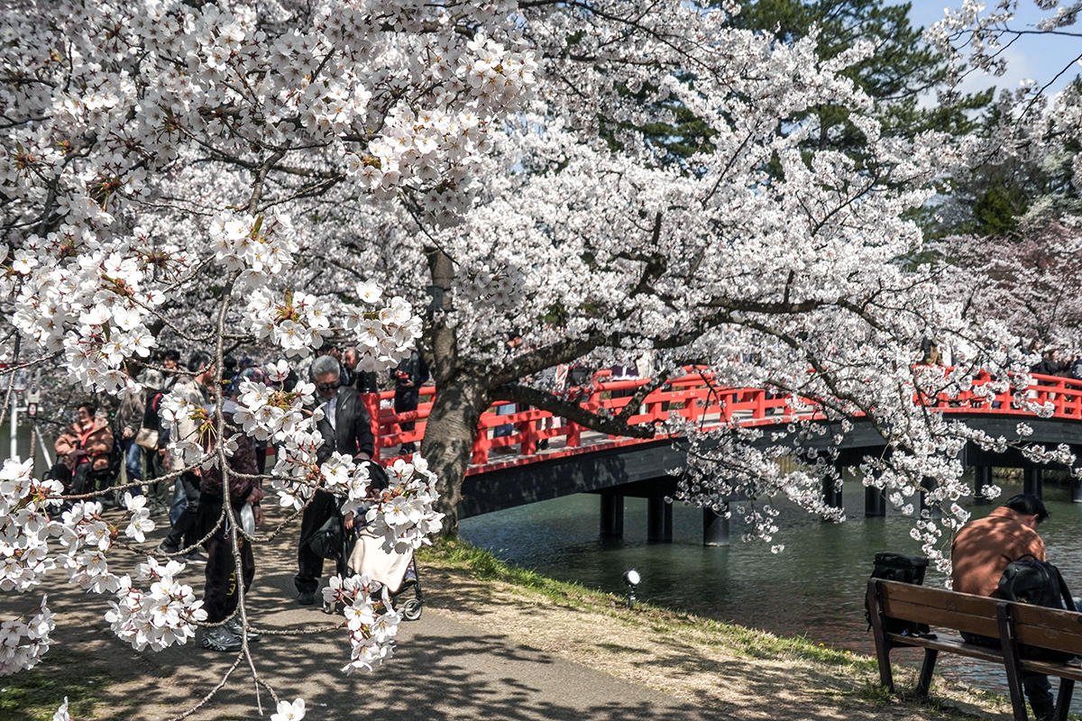2026年4月16日、弘前公園西濠西岸
