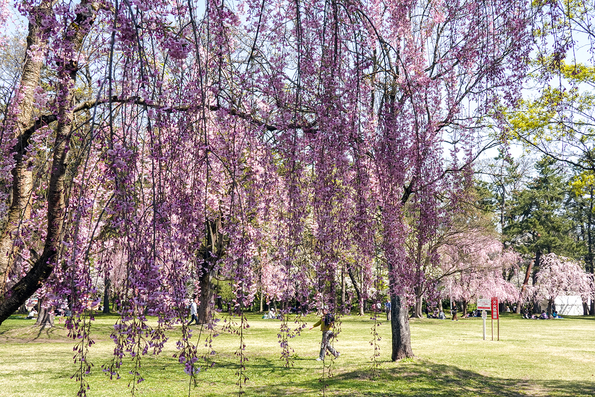 2026年4月20日、弘前公園三の丸・市民広場