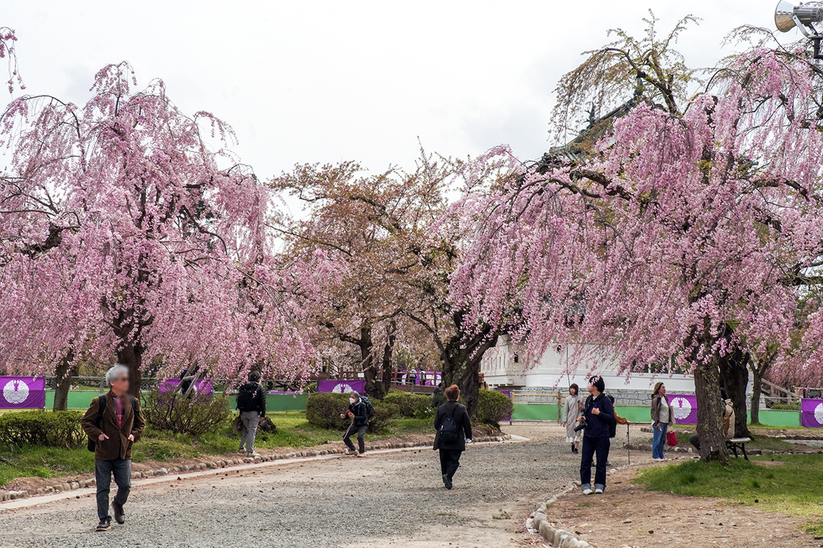 2026年4月22日、弘前公園本丸