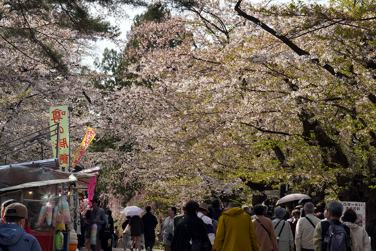 2026年4月23日、弘前公園・中央高校口付近