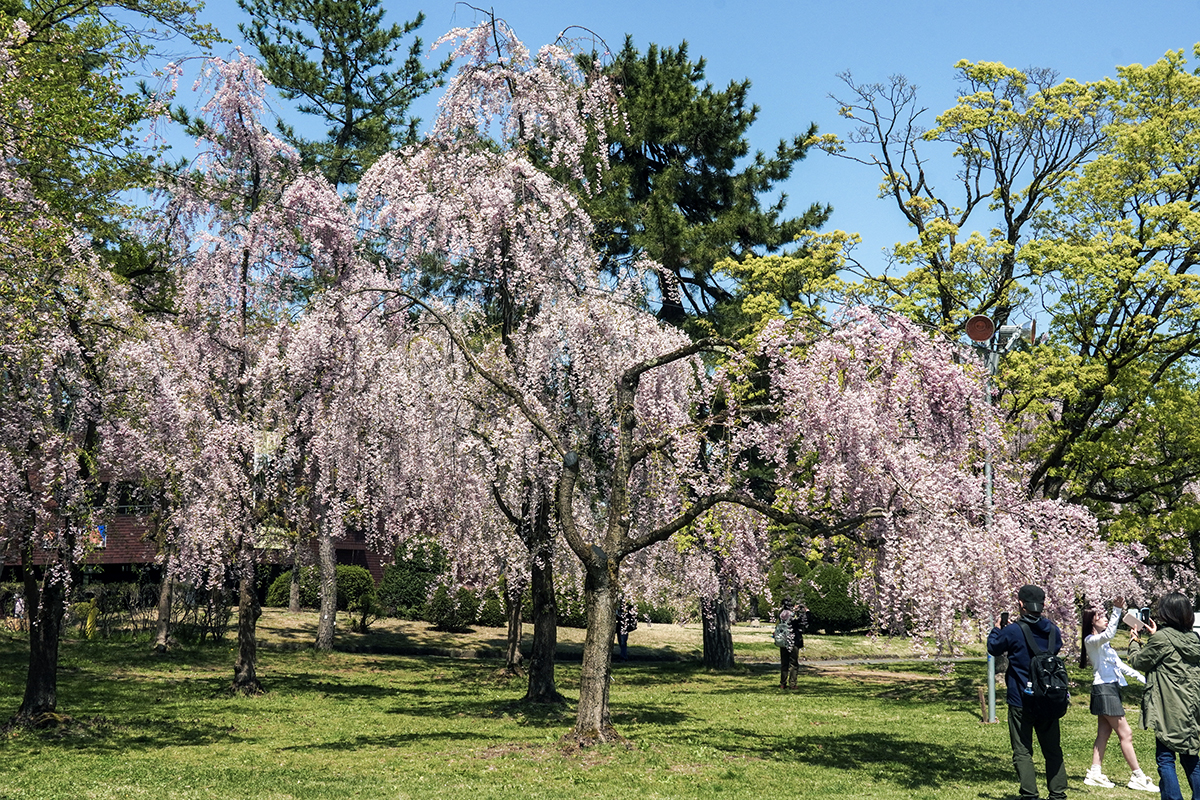 2026年4月24日、弘前公園・市民広場のヤエベニシダレ