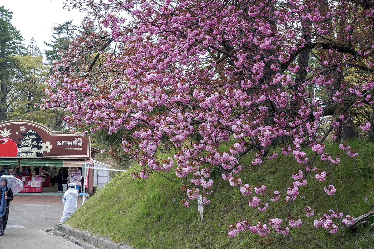 2026年4月28日、弘前公園・物産館前の関山