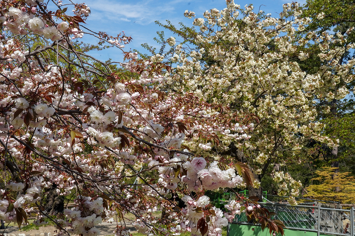2026年4月30日、弘前公園・本丸の普賢象（左）と鬱金