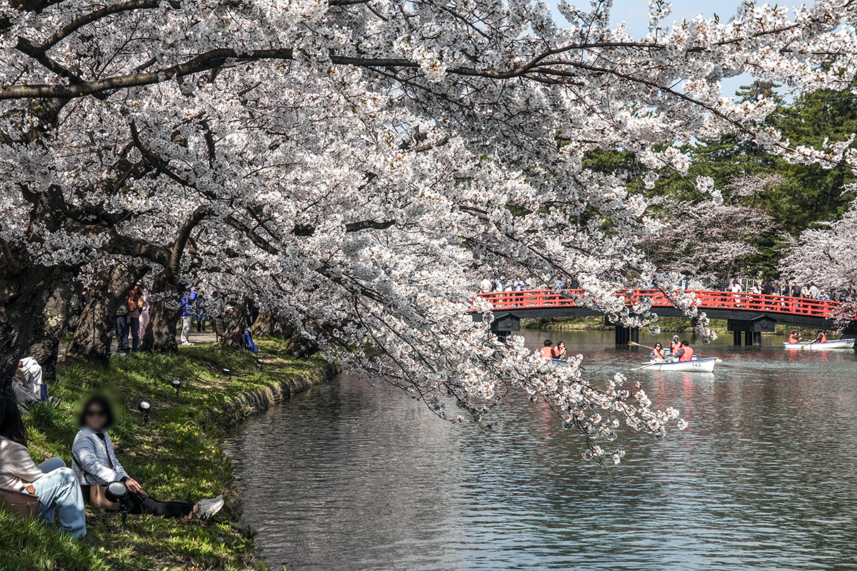 2026年4月16日、弘前公園西濠西岸