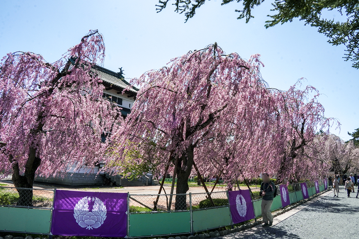 2026年4月21日、弘前公園本丸