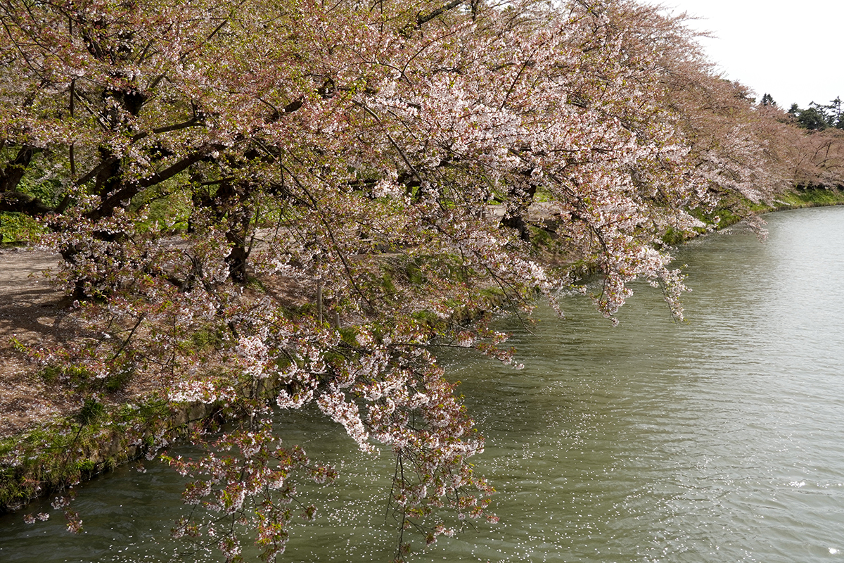 2026年4月23日、弘前公園西濠