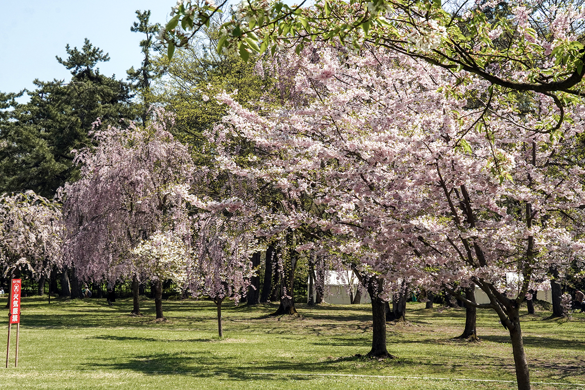2026年4月24日、弘前公園・市民広場