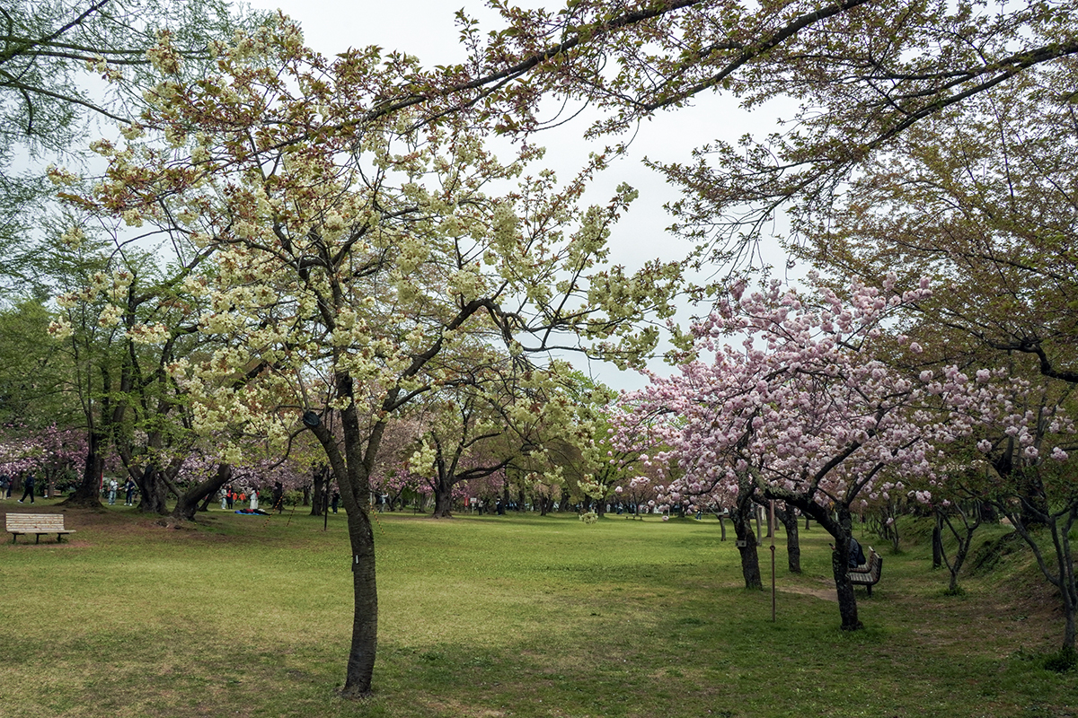 2026年4月27日、弘前公園・ピクニック広場
