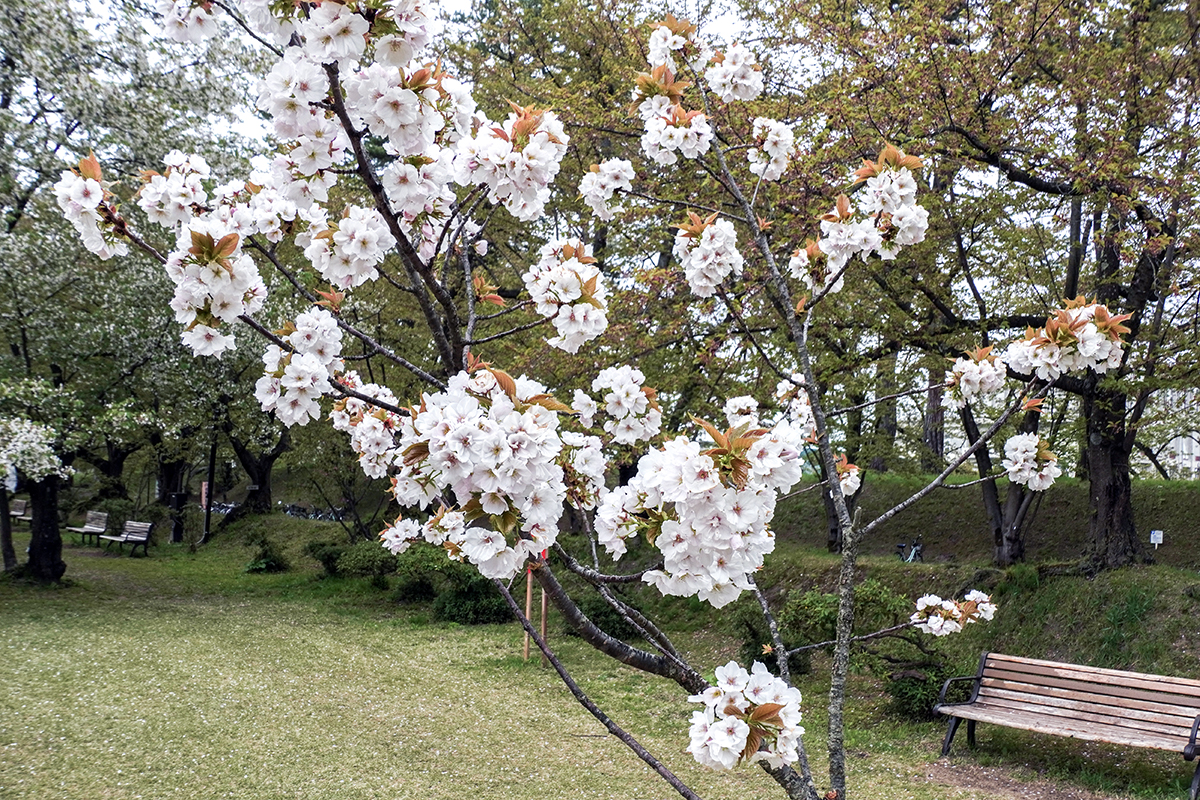 2026年4月28日、弘前公園・ピクニック広場の有明