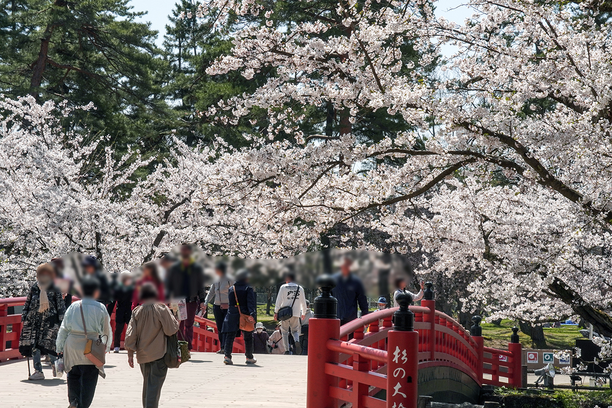 2026年4月17日、弘前公園二の丸・杉の大橋