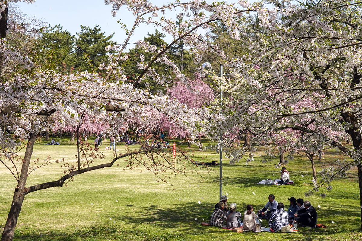 2026年4月20日、弘前公園三の丸・市民広場