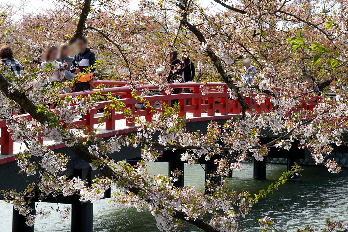 2026年4月23日、弘前公園西濠・春陽橋