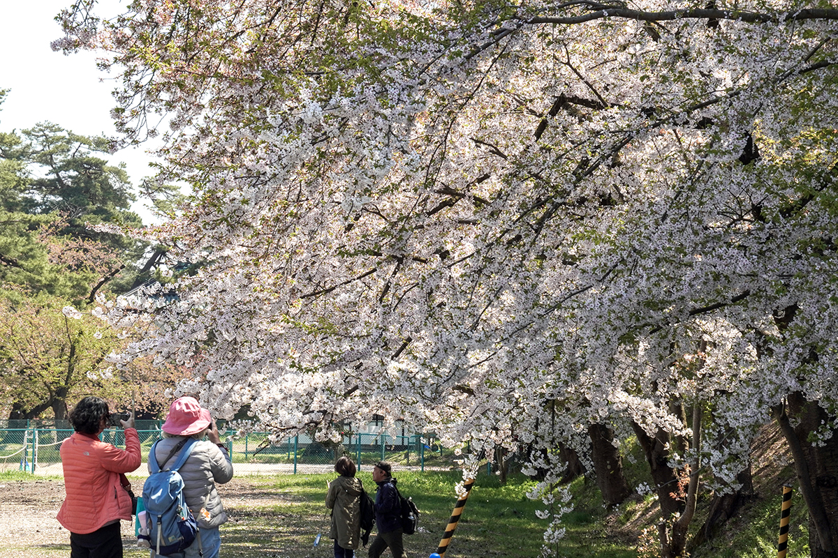 2026年4月24日、弘前公園・市民会館口近くのソメイヨシノ