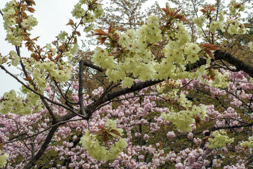 2026年4月27日、弘前公園ピクニック広場の鬱金と東錦