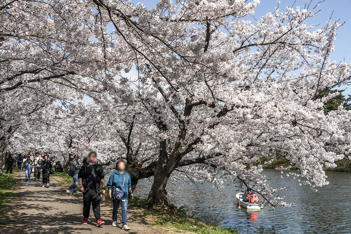 2026年4月16日、弘前公園西濠西岸